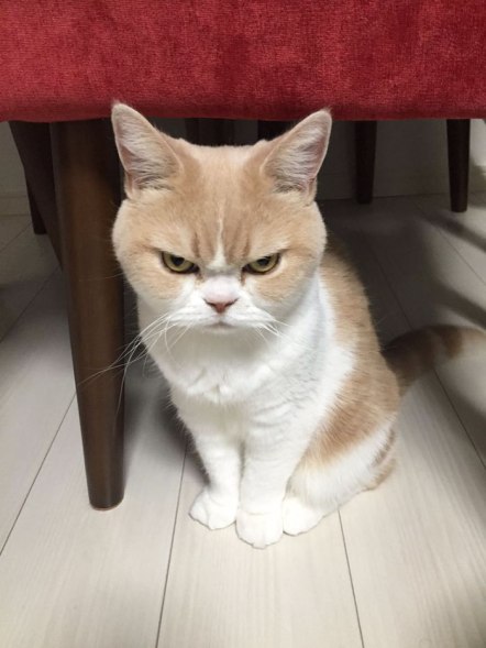 japanese-grumpy-cat-angry-koyuki-moflicious-22